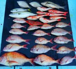 東京湾探釣隊ぼっち 釣果