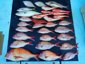 東京湾探釣隊ぼっち 釣果