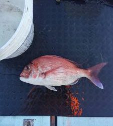 東京湾探釣隊ぼっち 釣果