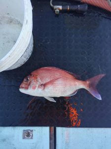 東京湾探釣隊ぼっち 釣果