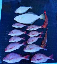 東京湾探釣隊ぼっち 釣果