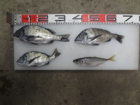 のとじま臨海公園海づりセンター 釣果