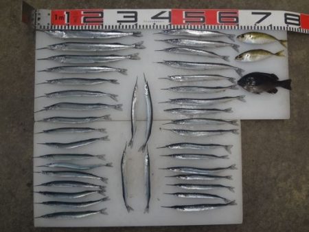 のとじま臨海公園海づりセンター 釣果