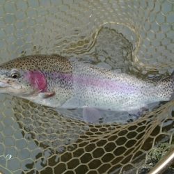 フィッシングエリア帝釈 釣果