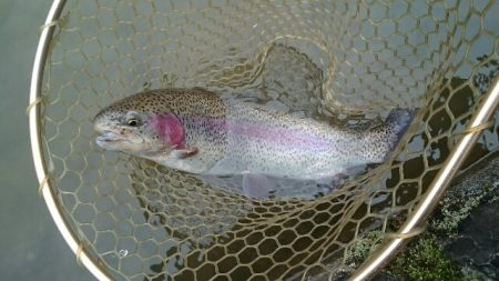 フィッシングエリア帝釈 釣果