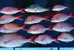 東京湾探釣隊ぼっち 釣果