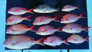 東京湾探釣隊ぼっち 釣果