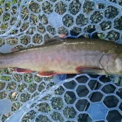 フィッシングエリア帝釈 釣果