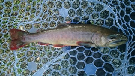 フィッシングエリア帝釈 釣果