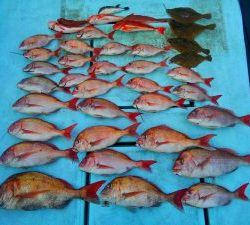 東京湾探釣隊ぼっち 釣果