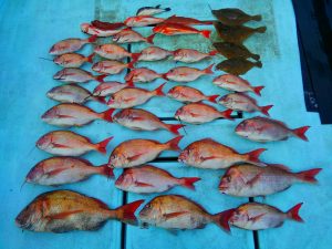 東京湾探釣隊ぼっち 釣果