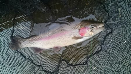 フィッシングエリア帝釈 釣果