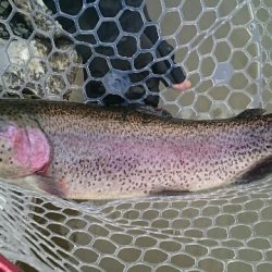 フィッシングエリア帝釈 釣果