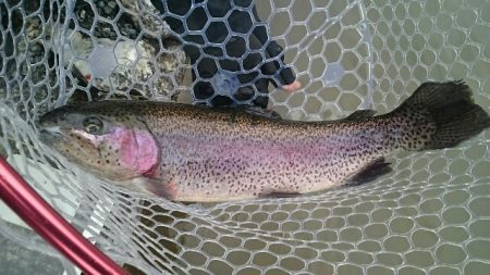 フィッシングエリア帝釈 釣果