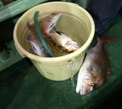 恵陽丸 釣果