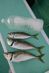 KONAYAーMARU(こなや丸) 釣果