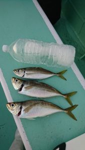 KONAYAーMARU(こなや丸) 釣果