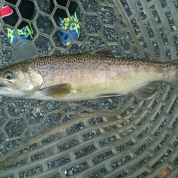 フィッシングエリア帝釈 釣果