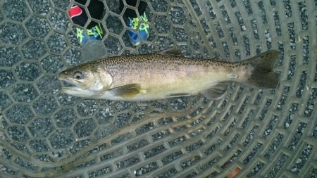 フィッシングエリア帝釈 釣果