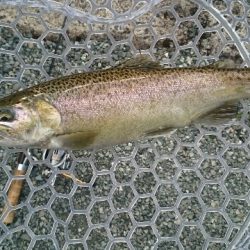 フィッシングエリア帝釈 釣果