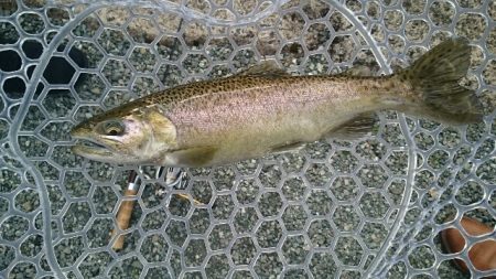 フィッシングエリア帝釈 釣果