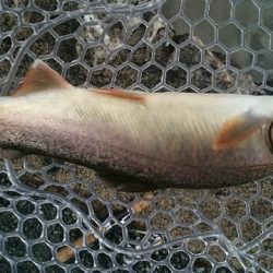 フィッシングエリア帝釈 釣果