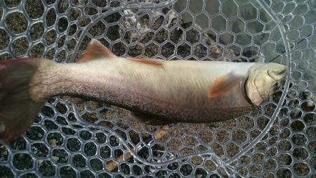 フィッシングエリア帝釈 釣果