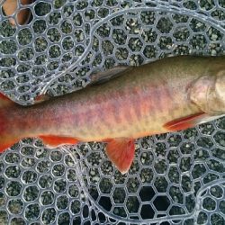 フィッシングエリア帝釈 釣果