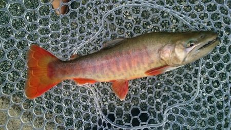 フィッシングエリア帝釈 釣果