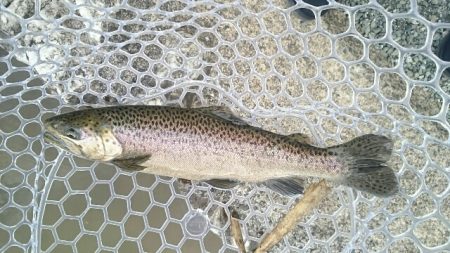 フィッシングエリア帝釈 釣果