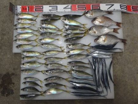 のとじま臨海公園海づりセンター 釣果