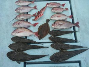 東京湾探釣隊ぼっち 釣果