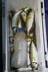 KONAYAーMARU(こなや丸) 釣果