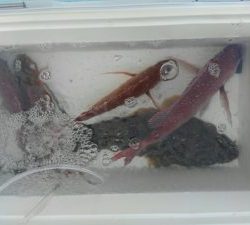 東京湾探釣隊ぼっち 釣果