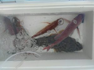 東京湾探釣隊ぼっち 釣果