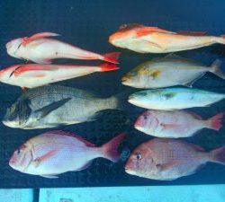 東京湾探釣隊ぼっち 釣果