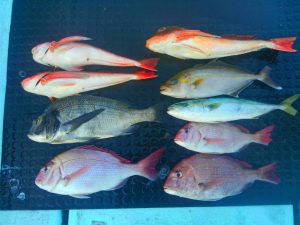 東京湾探釣隊ぼっち 釣果