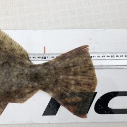 フィッシングボートACE（エース） 釣果