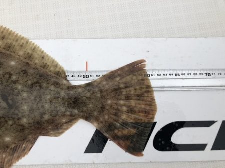 フィッシングボートACE（エース） 釣果