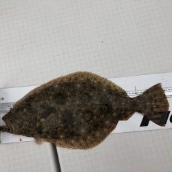 フィッシングボートACE（エース） 釣果