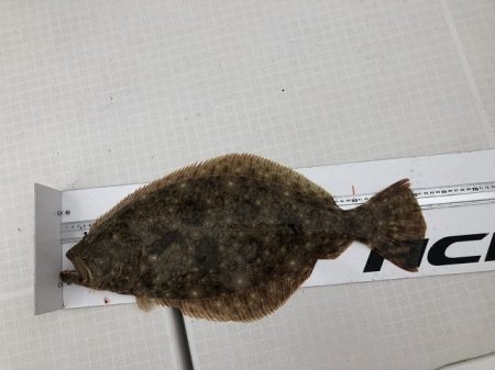 フィッシングボートACE（エース） 釣果