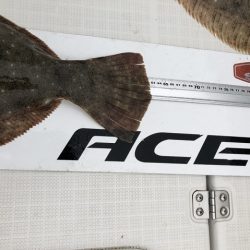 フィッシングボートACE（エース） 釣果