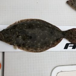 フィッシングボートACE（エース） 釣果