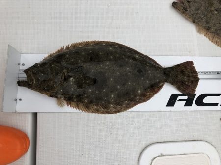 フィッシングボートACE（エース） 釣果