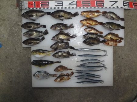 のとじま臨海公園海づりセンター 釣果