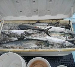 東京湾探釣隊ぼっち 釣果
