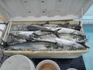 東京湾探釣隊ぼっち 釣果
