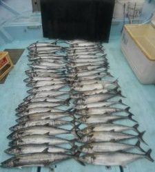 東京湾探釣隊ぼっち 釣果