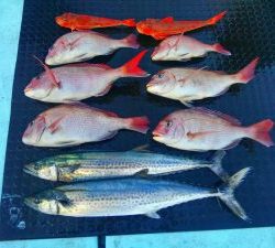 東京湾探釣隊ぼっち 釣果
