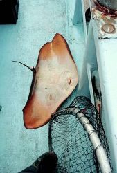 東京湾探釣隊ぼっち 釣果